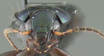 Media type: image;   Entomology 600332 Aspect: head frontal view